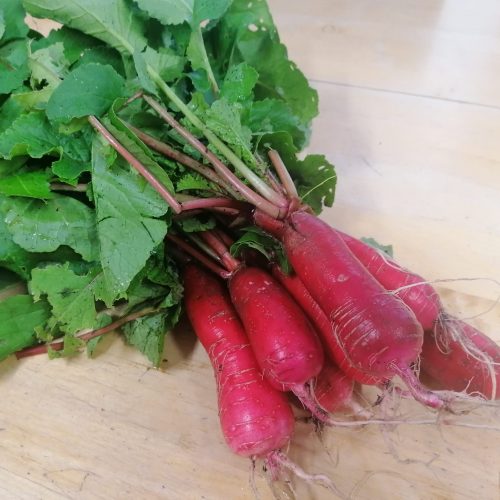 Radish