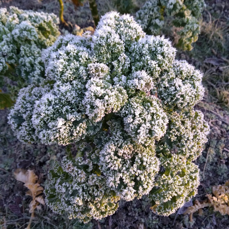 Kale, East Friesian Palm
