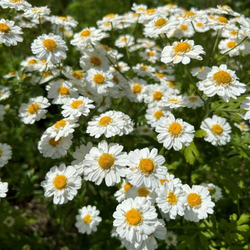 Feverfew