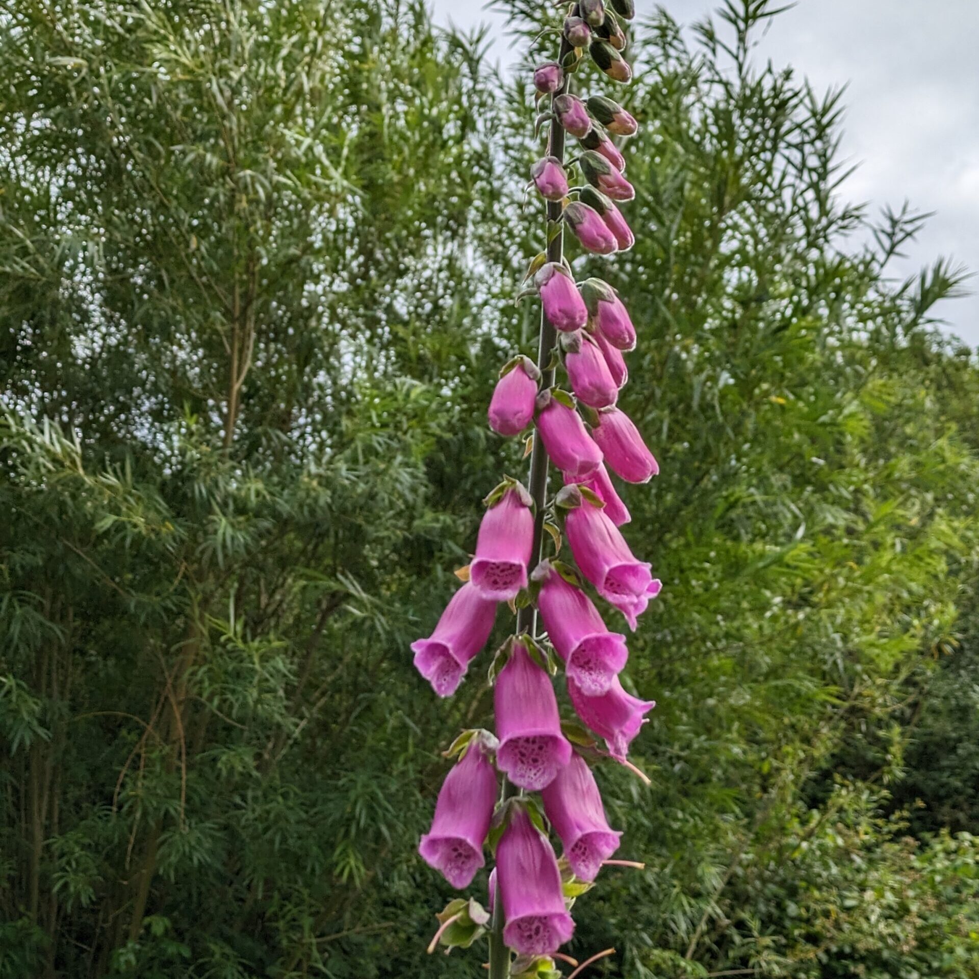 Foxglove