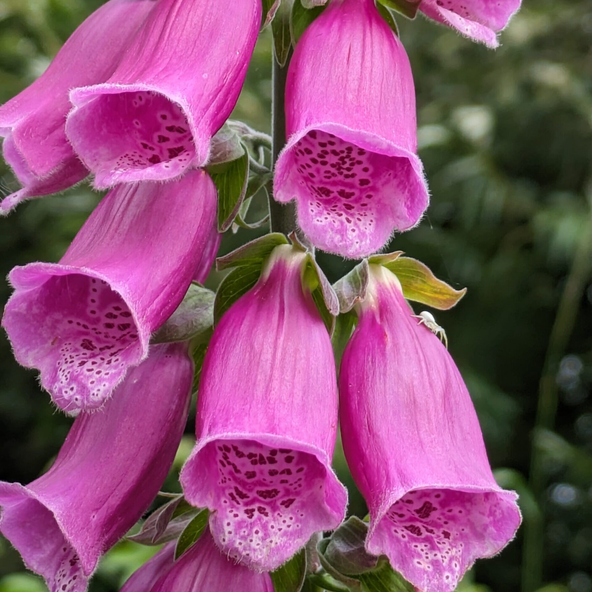 Foxglove