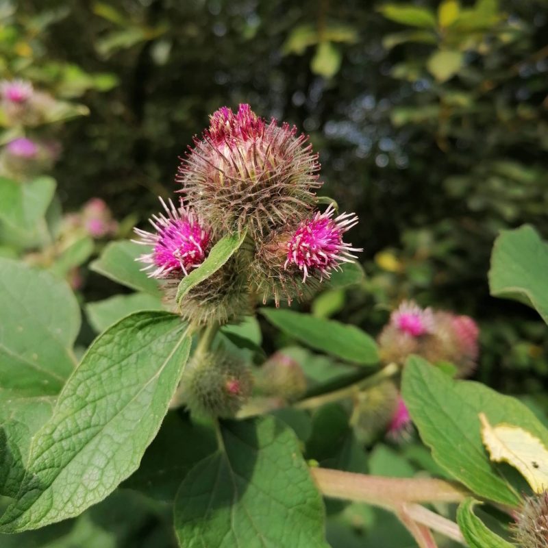 Herb, Burdock