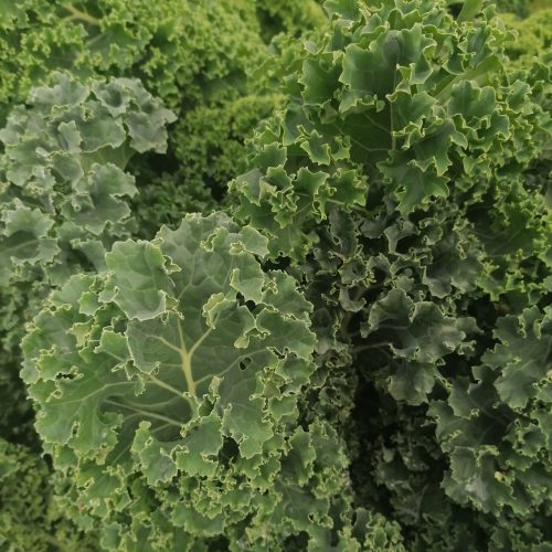 Kale