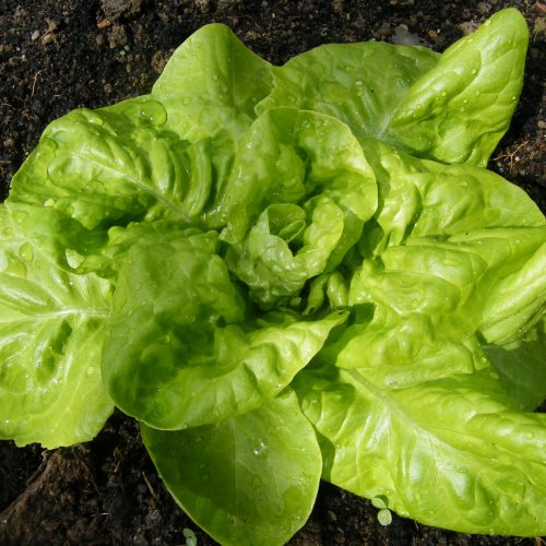 Lettuce