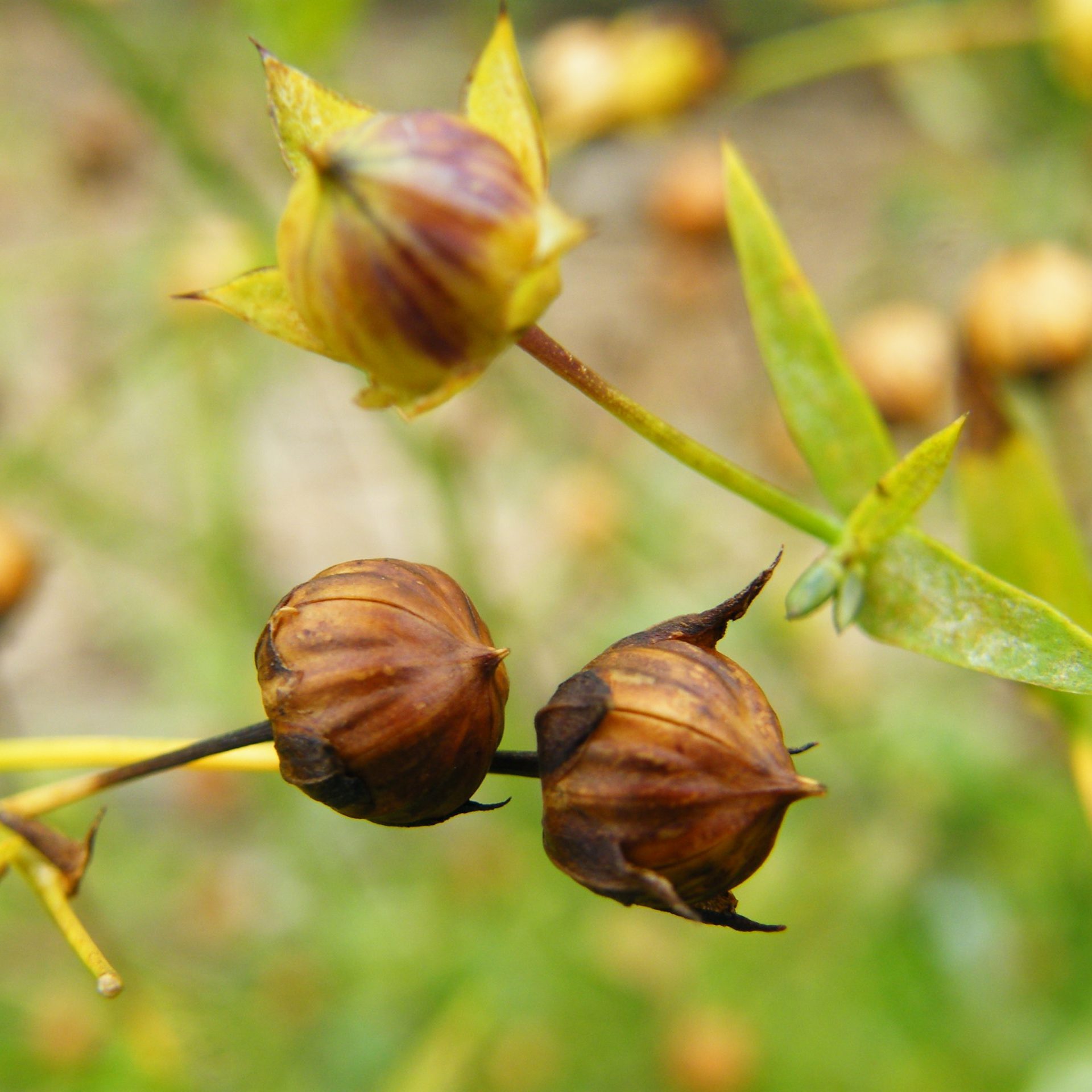 Flax/Linseed, LIRAL Crown