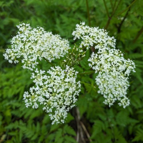 Sweet Cicely