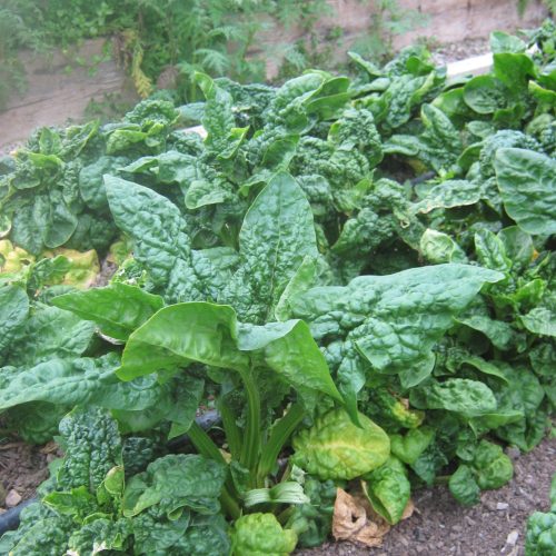 Virginia Spinach
