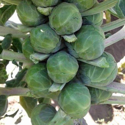 Brussels Sprouts