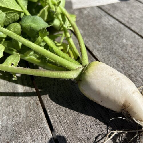 German Beer Radish