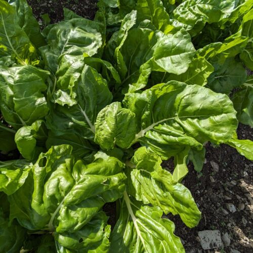 Haldenstein Spinach