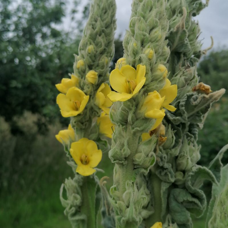 Flower, Great Mullein