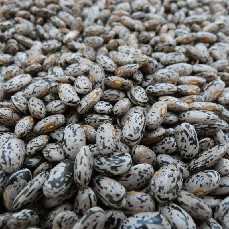 Dwarf French Bean, Nance Semi-Vining