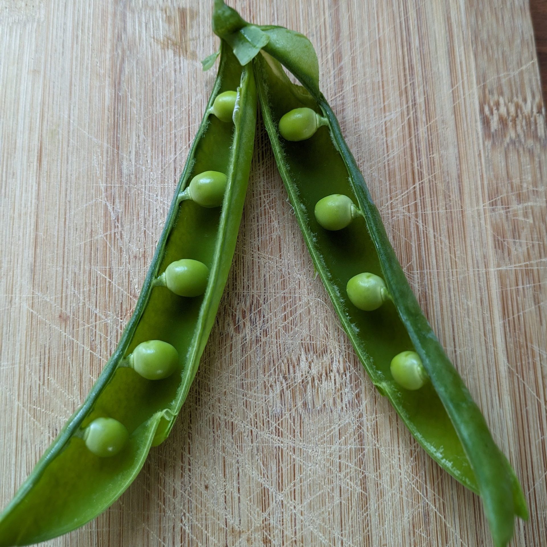 Pilot Pea