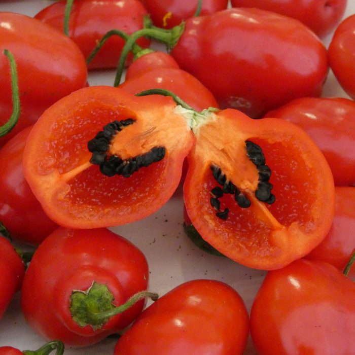 Chilli Pepper, Rocoto – Irish Seed Savers