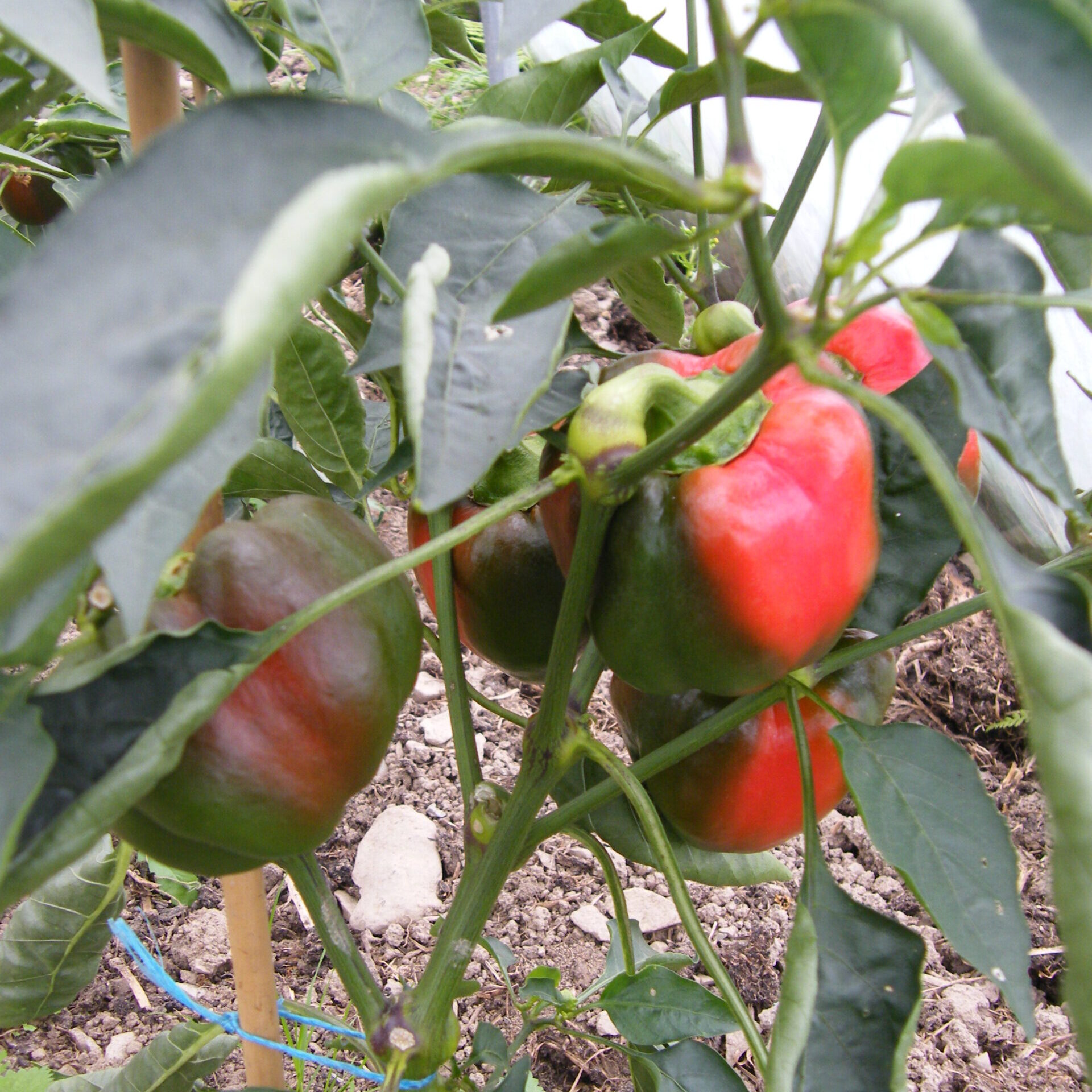 Pepper, Sunnybrook - Image 4
