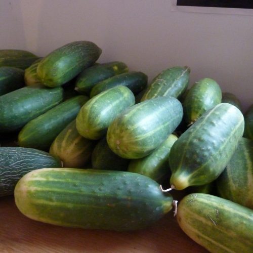 Cucumber Wholesale