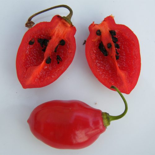 Rocoto Chilli Pepper