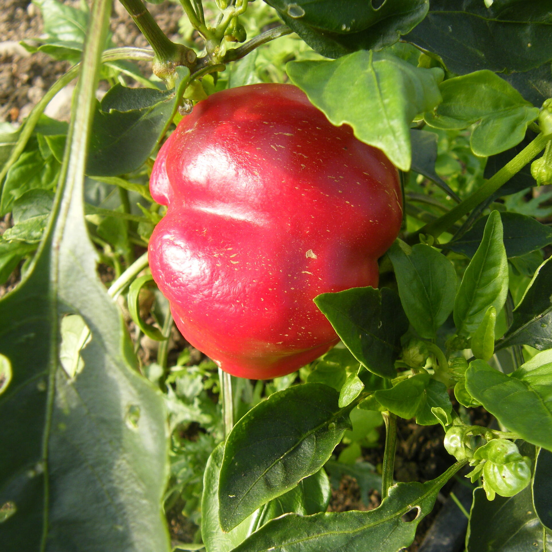 Pepper, Sunnybrook - Image 3