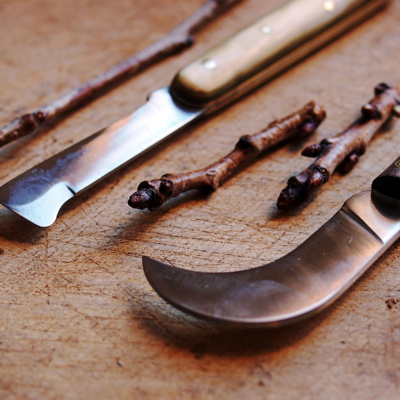 Bud Grafting - Saturday 23rd August