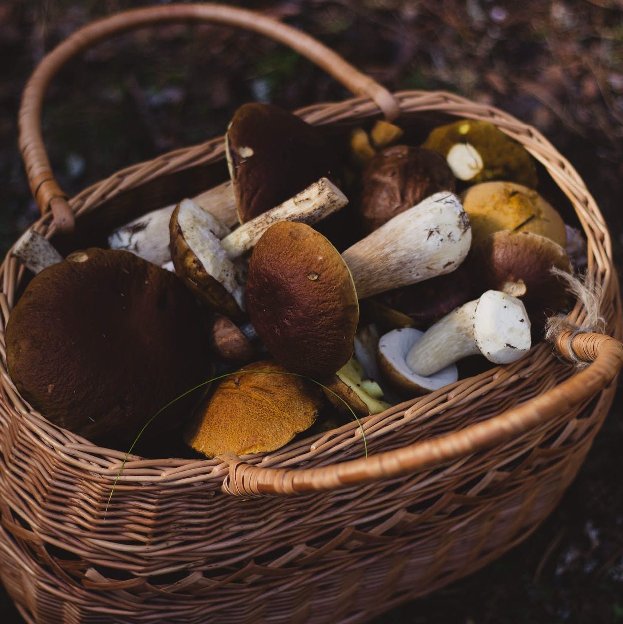 Mushroom Foraging - Saturday 11th October