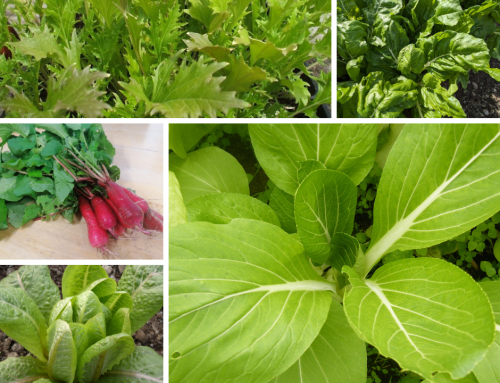 Seeds to Sow & Grow in Autumn