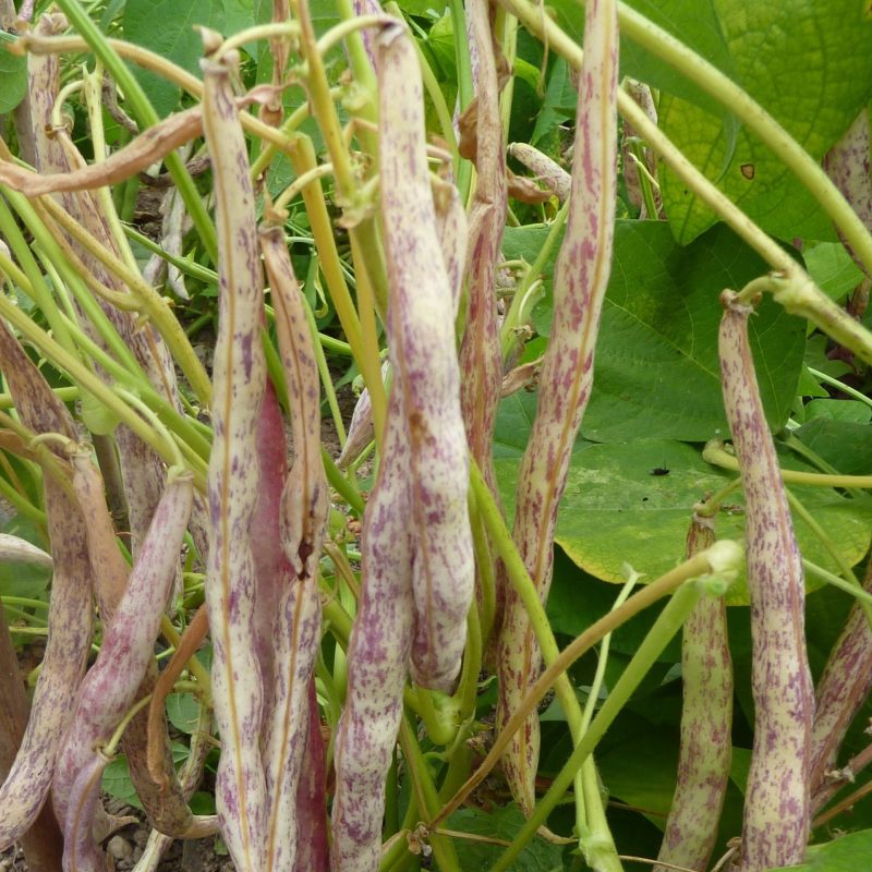 Dwarf French Bean, Gaux