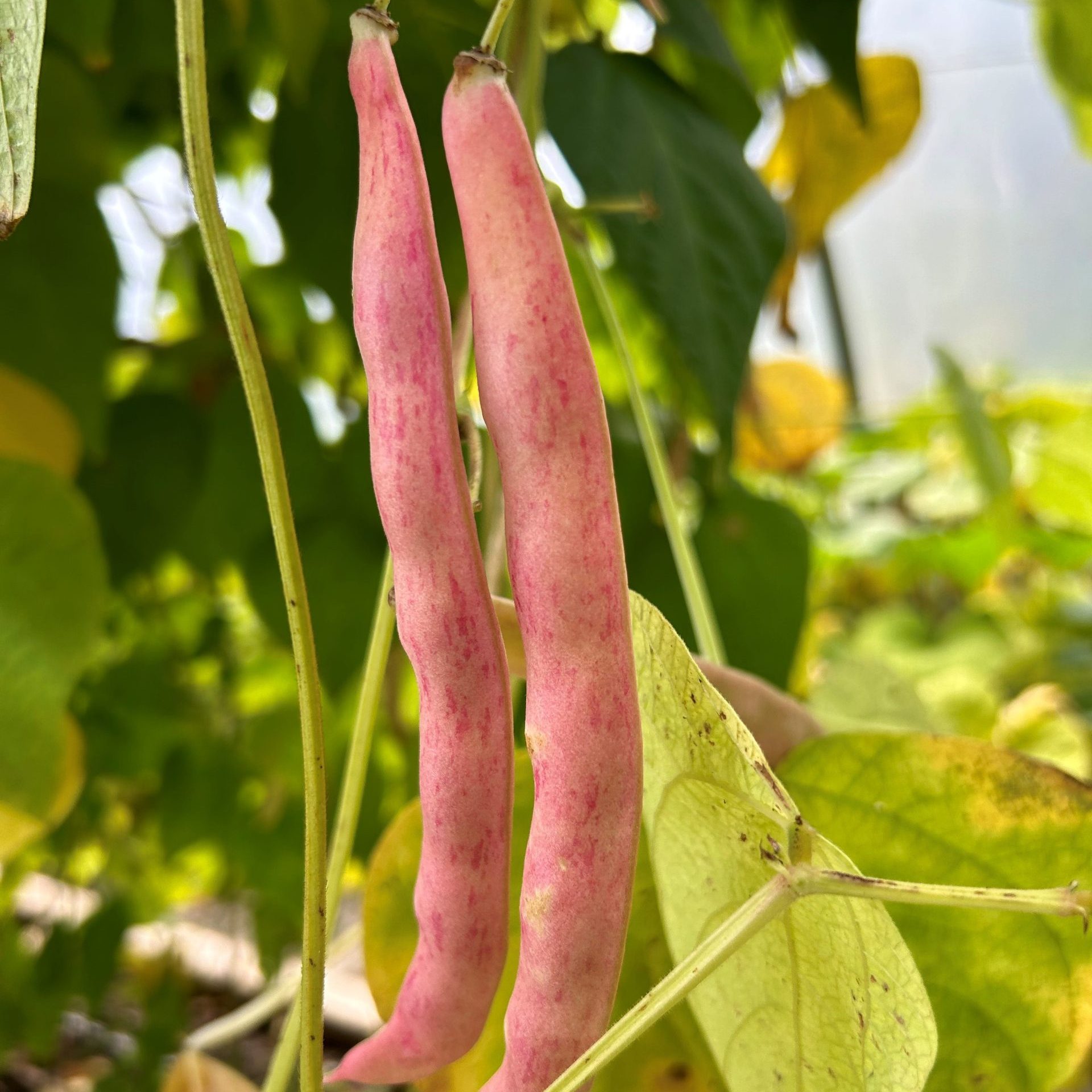 Climbing French Bean, Gudevitsa - Image 2