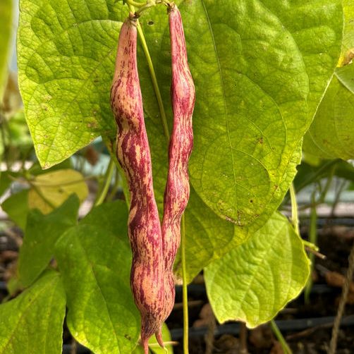 Climbing French Bean, Gudevitsa
