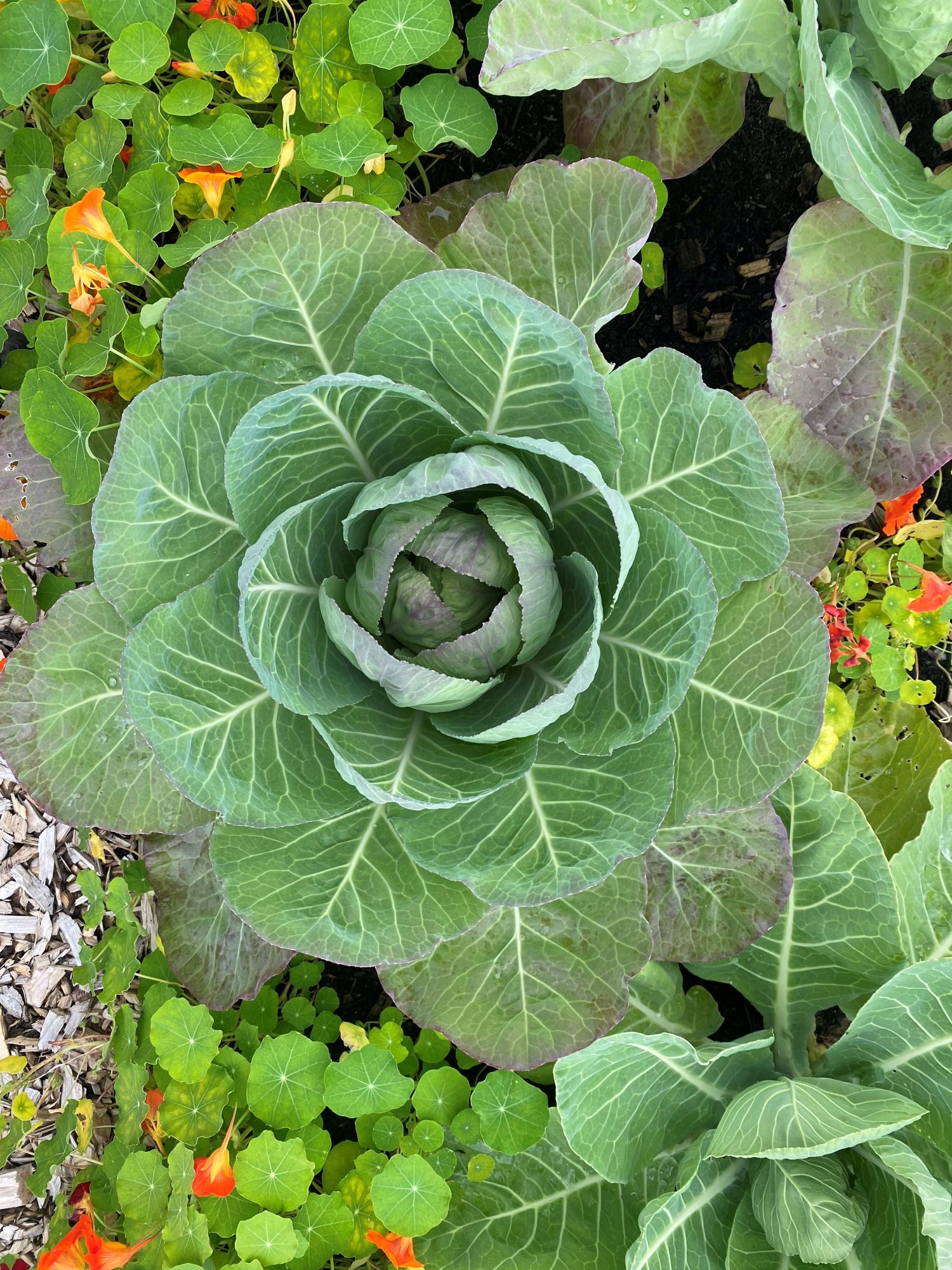 IMAGE 2 Mayo Common growing in Ashford Kitchen Garden