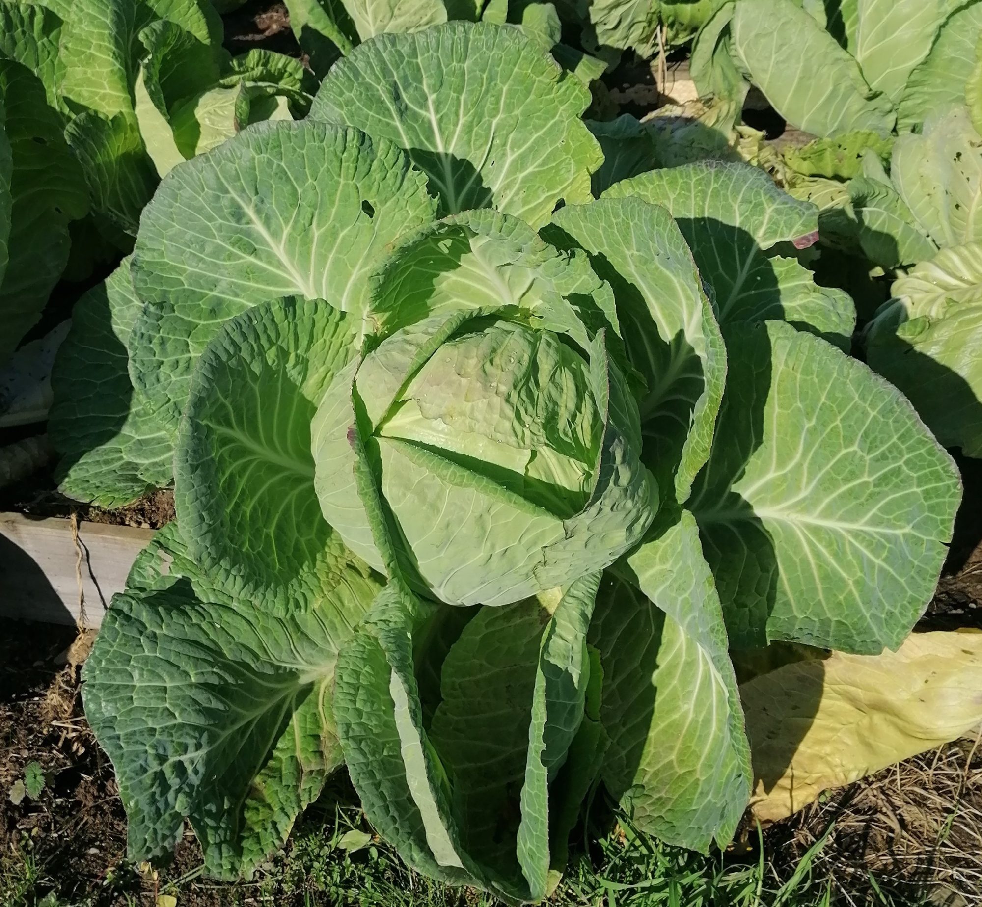 Image 1 Mayo Common Cabbage