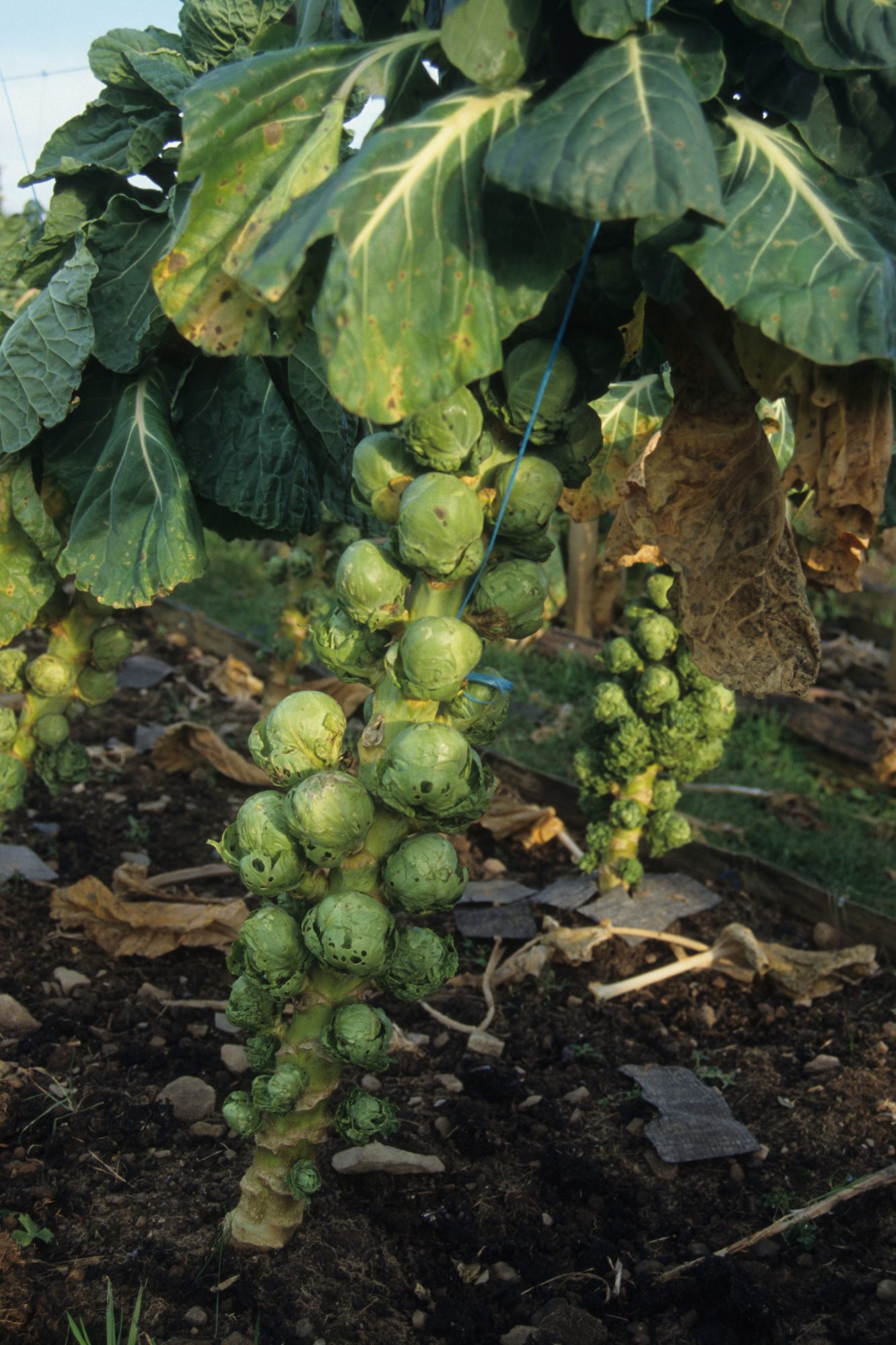Image 2 balbriggan sprout
