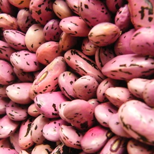 Beans - Runner Bean