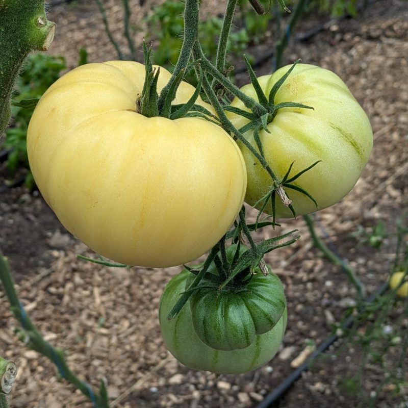Tomato, Sniega Pika