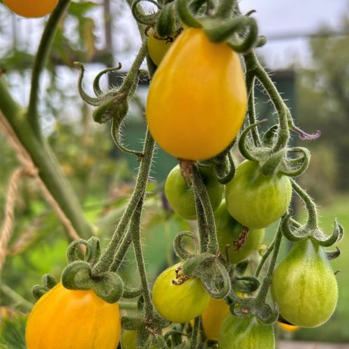 Yellow Pear Tomato
