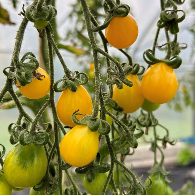 Tomato, Yellow Pear
