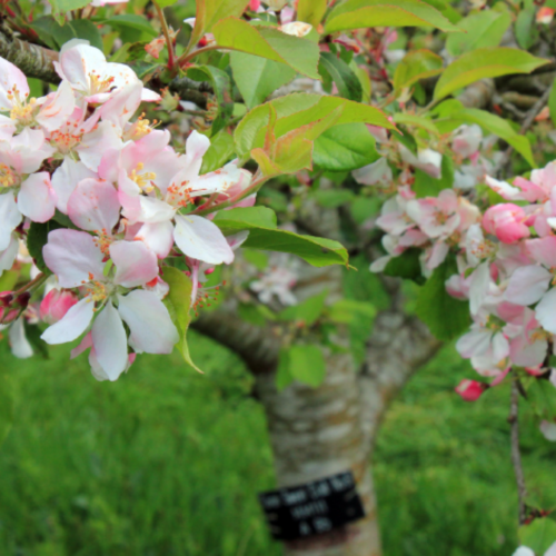 Apple Trees by County