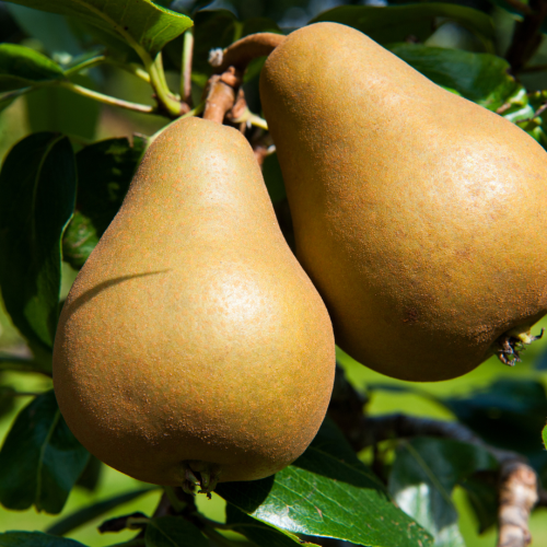 Pear Trees