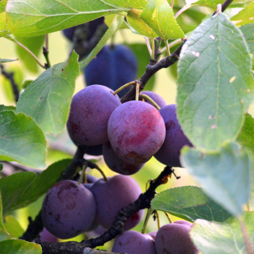 Plum Trees