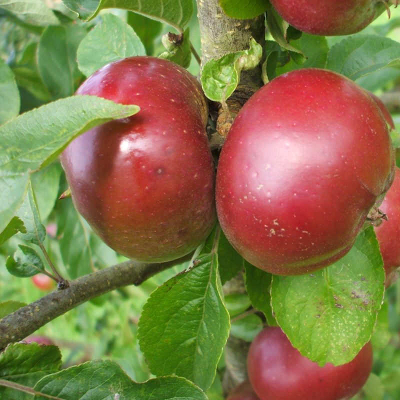 Aherne Beauty (aka Mere de Ménage)