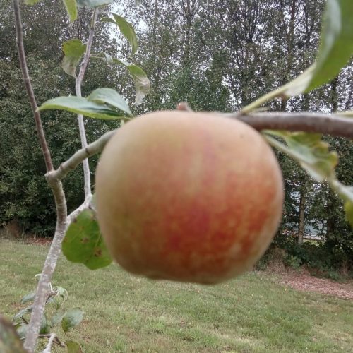 Golden Russet apple on tree