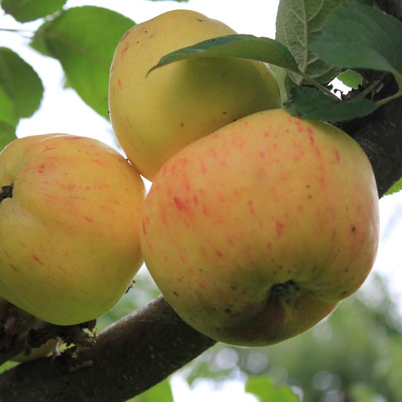 Sabine (aka Gravenstein)