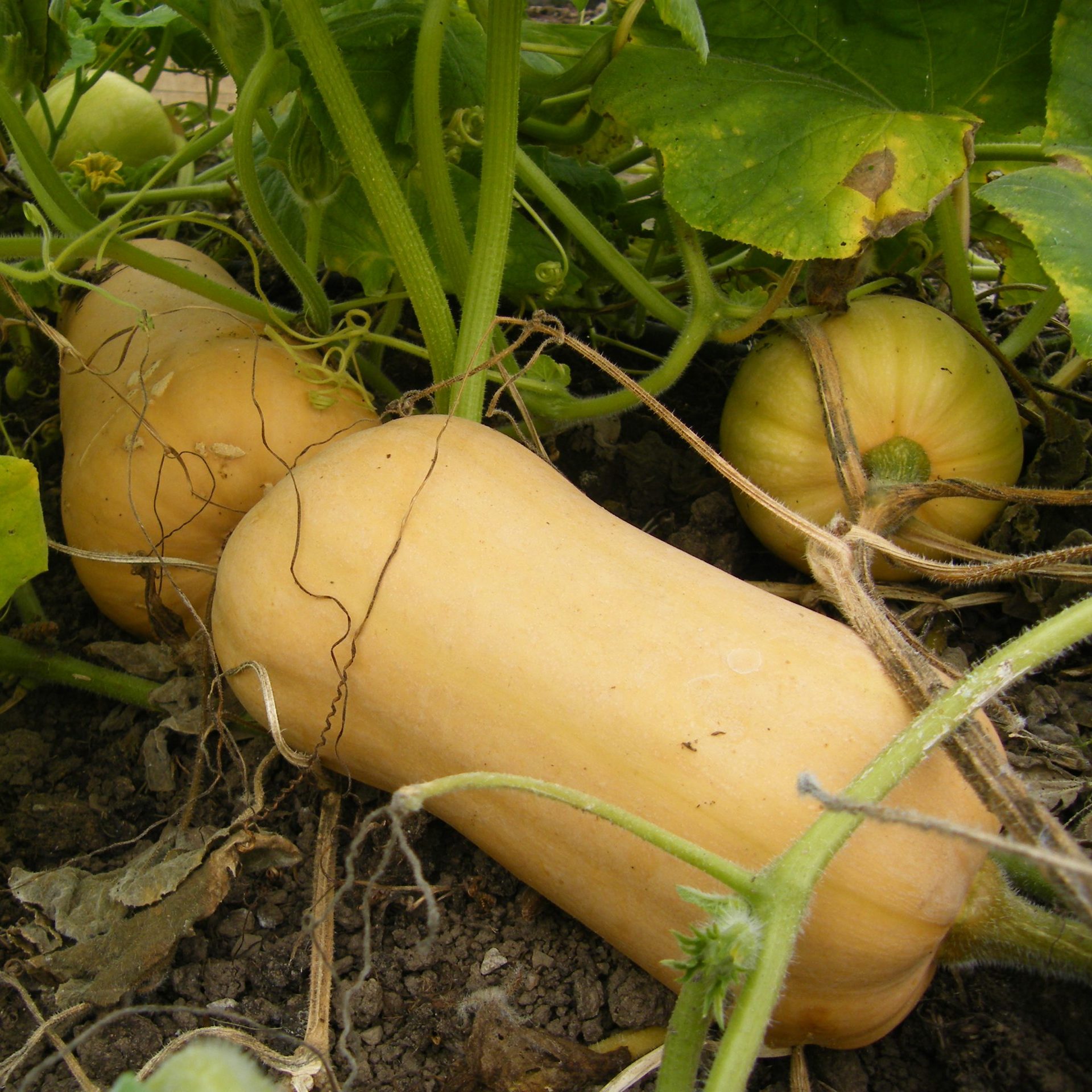 Butternut Squash, Aussie