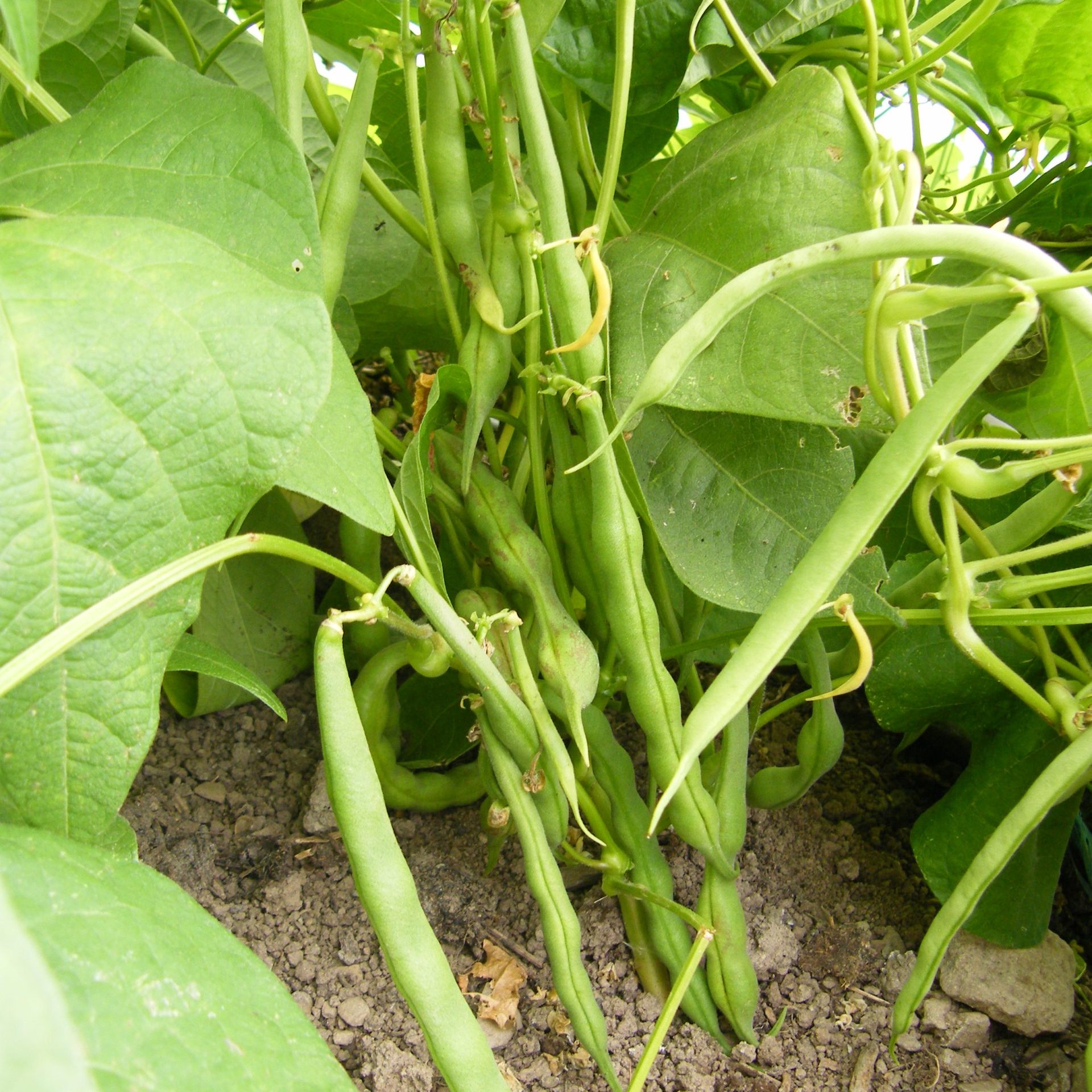 Dwarf French Bean, Banette