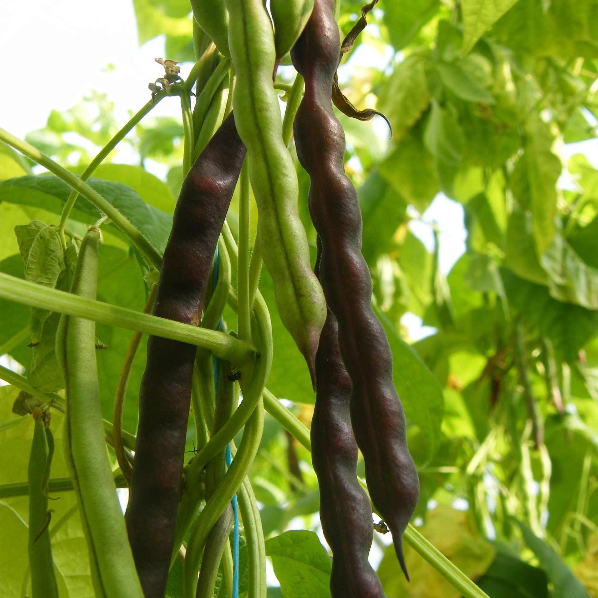 Climbing French Bean, Cherokee Trail of Tears