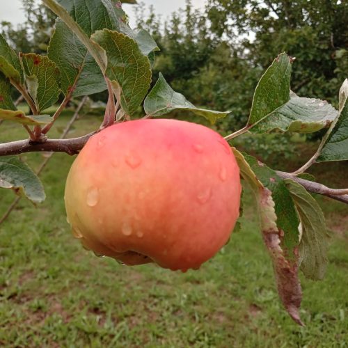 Codrun Seedling apple on tree