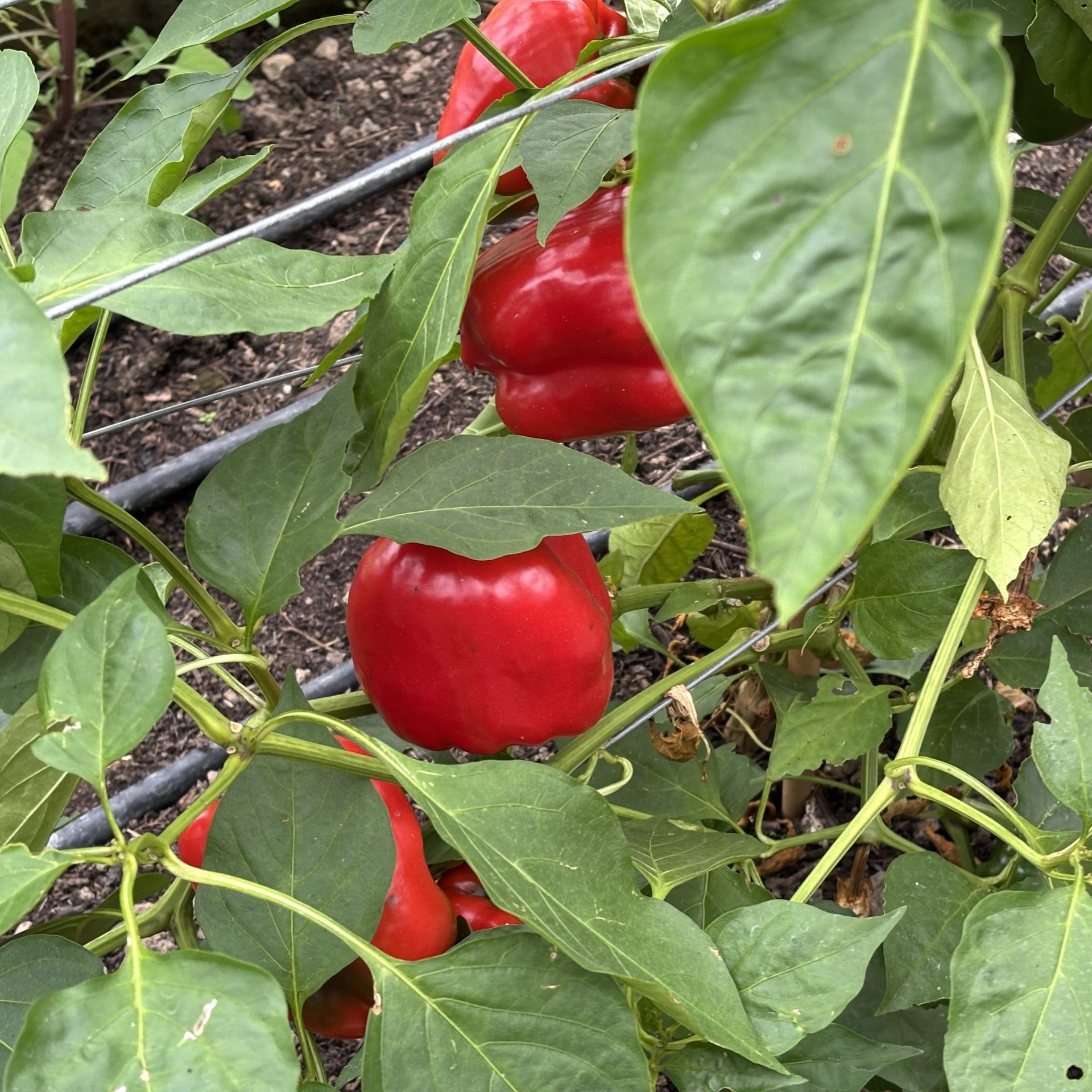 Pepper, King of the North