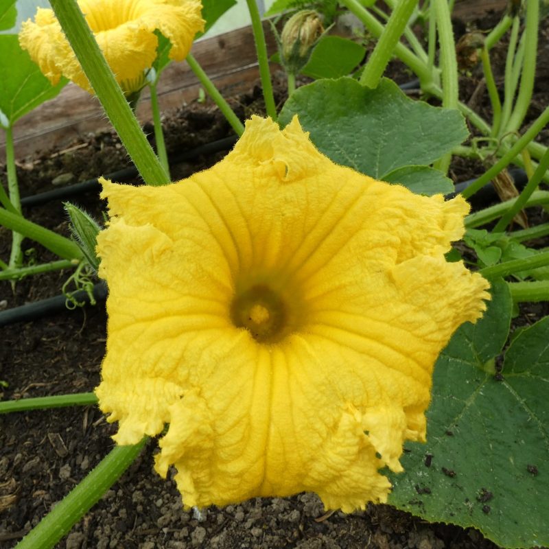 Pumpkin, Anna Swartz Hubbard