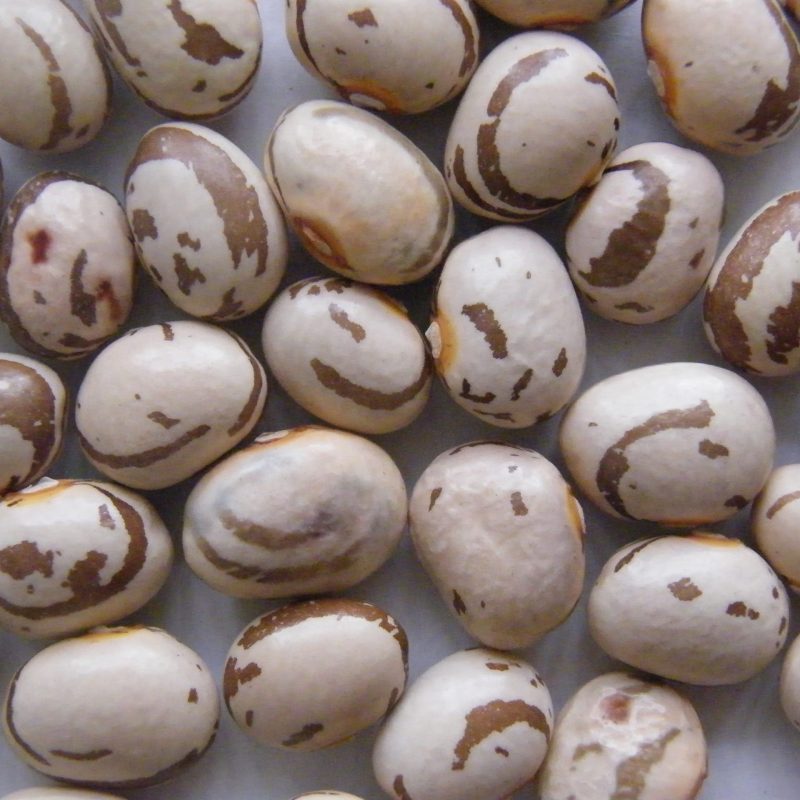 Climbing French Bean, Carol Leenstra