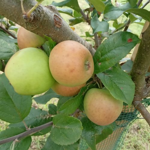 Cackagee apples on tree