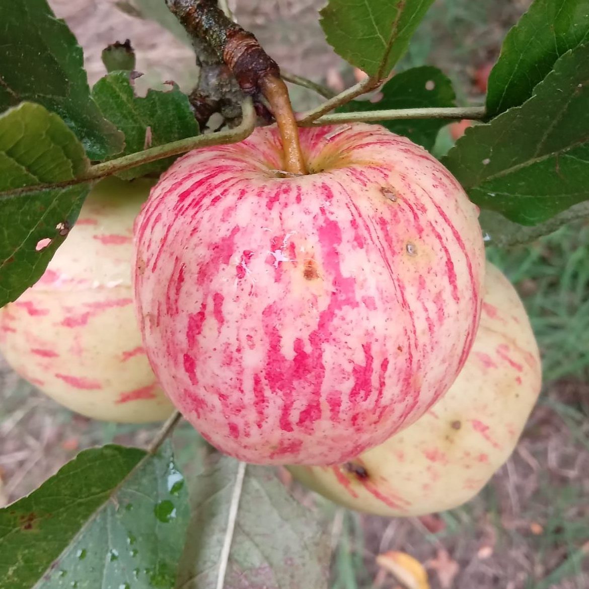Desmond Seedling Apple